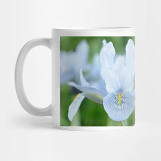 Iris  'Sheila Ann Germaney'  Reticulata Mug